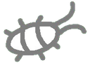 bug