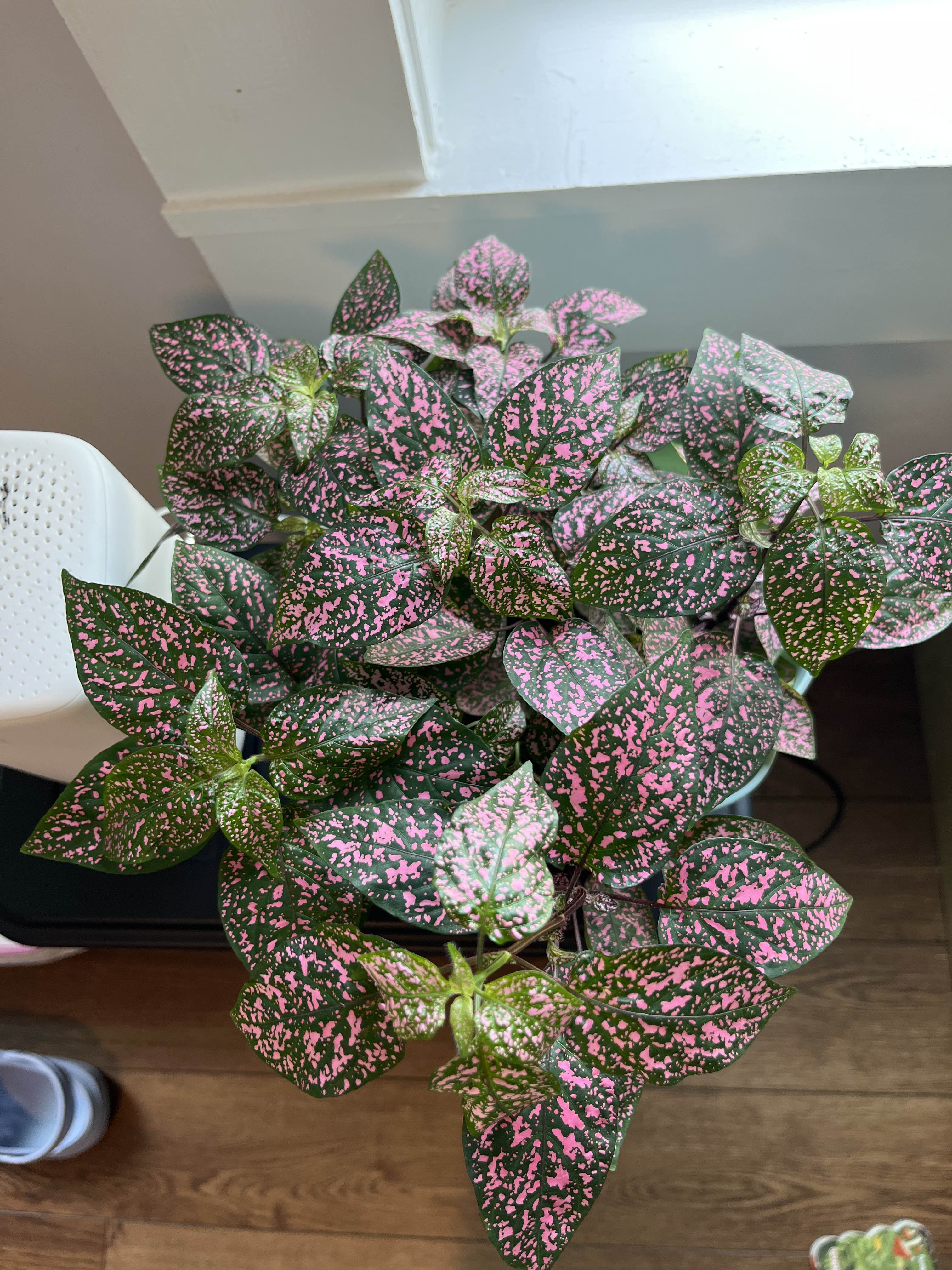 polkadot plant
